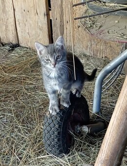 Darujeme 4 kočičky a 1 kocourka - 8