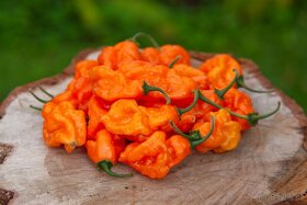 Chilli semena | Chilli papričky | Chilli semínka - 8