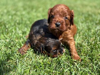 Cockapoo, maltipoo, cavapoo, pudel - 8