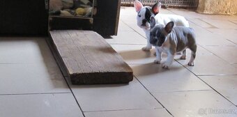 Francouzský buldoček bez PP - 8