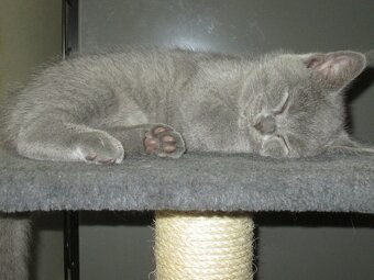 Britská koťata - 8