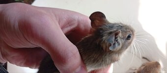 Darování osmáků degu do dobrých rukou - 8