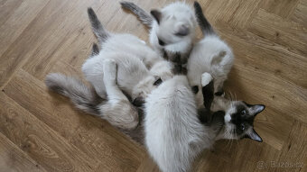 ✨ Hledáme ty nejlepší domovy pro naše koťátka Ragdoll ✨ - 8