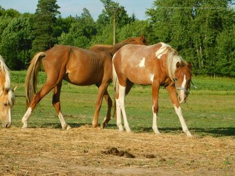 dvouletý pony - 8