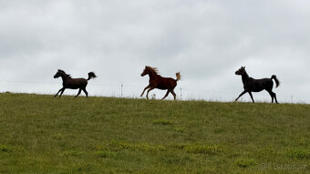 Nabízím arabského hřebečka - 8