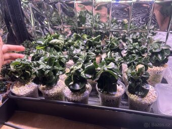 adenium obesum mini - 8