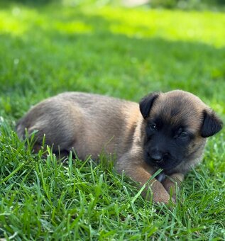 Belgický ovčák malinois s PP - 8