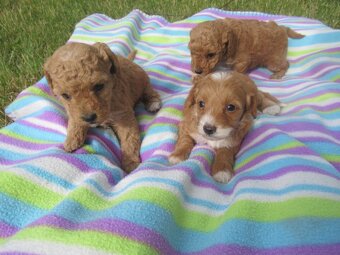 Maltipoo štěňátka - 8