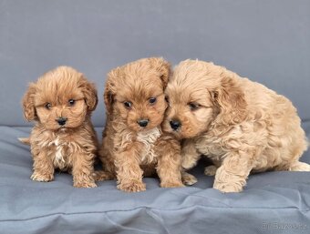 Cavapoo - 8