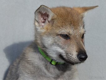 Československý vlčák "od Úhoště" - 8