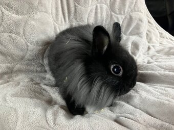 Zakrslý králík Teddy, lvíček i krátkosrstý - 8