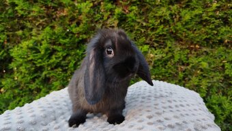 Zakrslý beránek, králíček, králík - PEGAS - 8