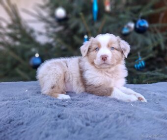 Australský ovčák s PP - 8