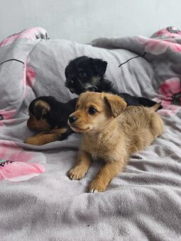 Jorkšírský teriér x pinč - 8