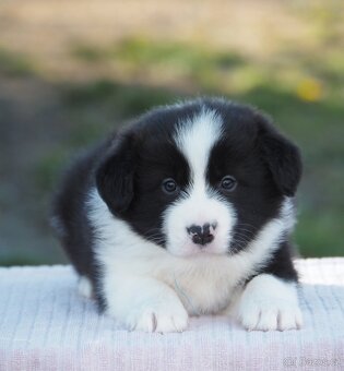 Border kolie s PP - kluk - 8