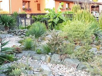 Juky, opuncie,agave - 8