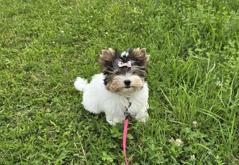 Biewer terrier -  fenka  s PP - 8