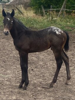 Hřebeček (Appaloosa) - 8