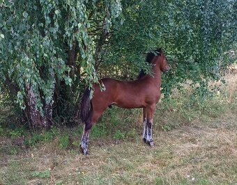 Hřebeček Wpbr s PP - 8