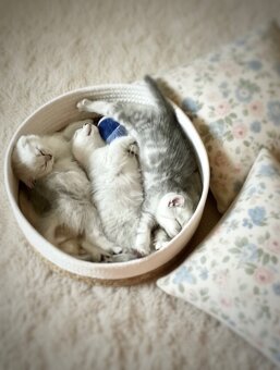 Předrezervace stříbrných koťátek – Scottish Fold / Straight - 8