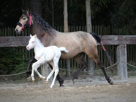 Mare with cremello foal - 8