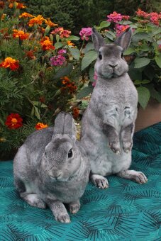 Zakrslý činčilový rex s PP - 8