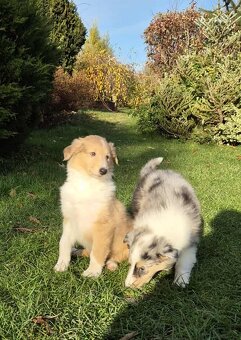 Štěně kolie hledá milující domov - 8