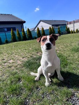 Jack Russel - 8