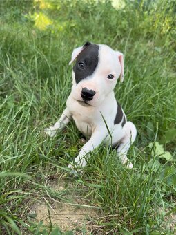 Americký pitbulteriér APBT s PP - 8