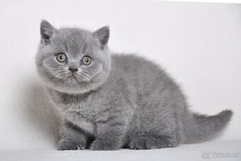 Briská modrá koťátka s PP - 8