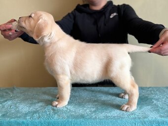 Labradorský retriever - 8