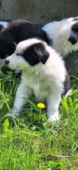 Border kolie - 8