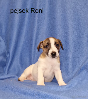 Jack russell terier - 8
