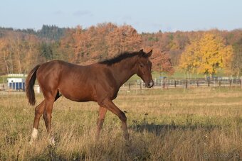 Tiebreak - letošní hřebeček - 8