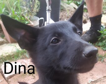 Belgický ovčák malinois - 8