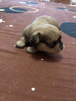 Štěňátka JORKŠÍR@GRIFONKA - 8