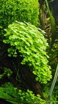 Akvarijní rostliny - 8