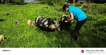 Kun Kune - 8