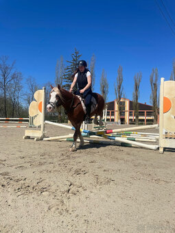 Prodáme valáška welsh pony of cob type, sekce C - 8