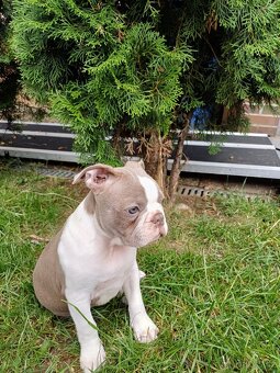 Bostonský teriér s PP - 8