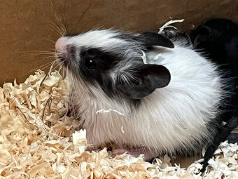 Mláďata osmáka degu s PP v různých barvách - 8