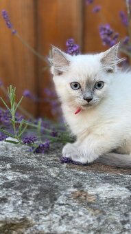 Kočička ragdoll bez pp - 8