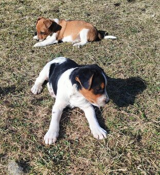 Štěňátka Jack Russel teriér - 8
