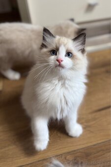 RAGDOLL KOŤATA BEZ PP NA PRODEJ - 8