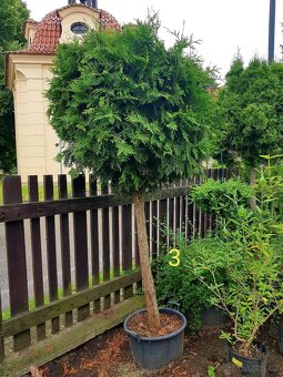 Thuje, Thuja, Túje, Zerav, stromky, keře - 8