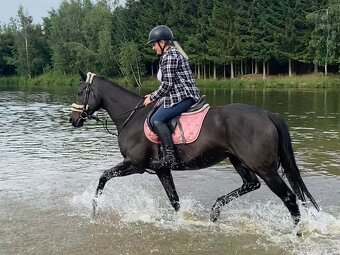 Hodná klisna A1/1 - 8