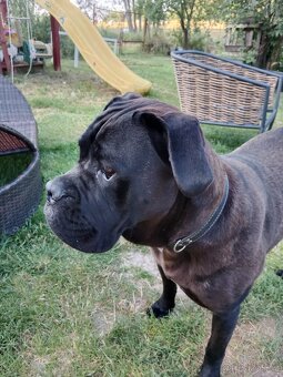 Cane Corso bez pp - 8