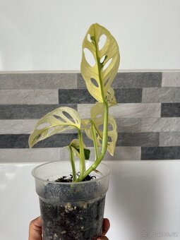 Monstera Adansonii Japanese Tricolor - 8