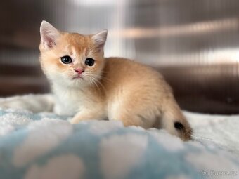 Luxusní zlata britská koťata s PP pro chov - 8