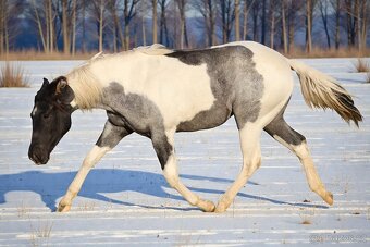 Klisna APH - 7 PANEL - 8